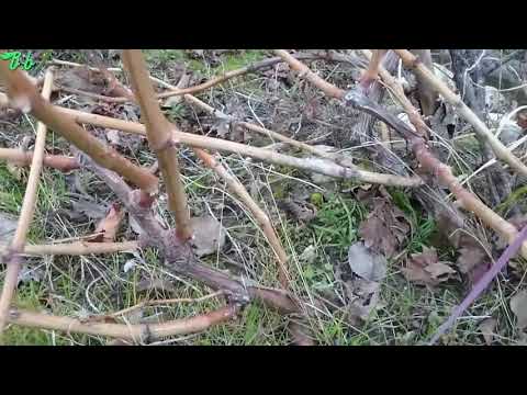 Video: Thunbergia'yı nasıl budarsınız?