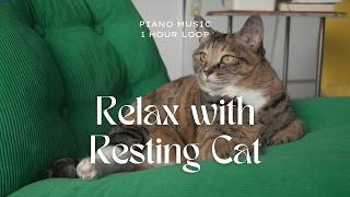 A calm day with a resting cat | 1 Hour Soft Piano Music screenshot 5