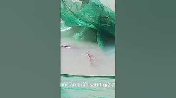 Bí Quyết Nuôi Cá Lăng Đuôi Đỏ Trong Bể Xi Măng Hiệu Quả Cao