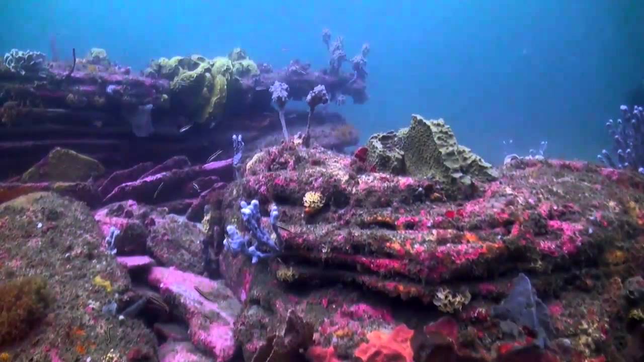 Sydney Diving Old Man's Hat Dive site with PRO DIVE Sydney