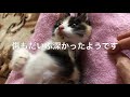 【閲覧注意】大怪我をし動けなくなっている子猫を保護しました!
