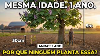 Paulownia: A Árvore Imperatriz De 3.000 Anos Que a Indústria Madeireira Transformou Em Vilã