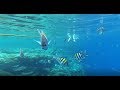 🐟The Red Sea / Подводный мир Красного моря - Charmillion Club Resort 5* (Египет/Шарм-Эль-Шейх, 2018)