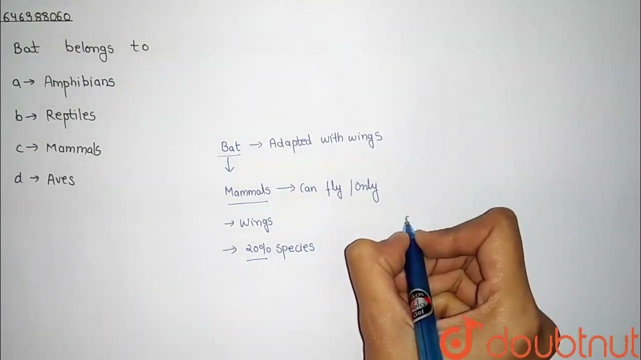 Bat belongs to CLASS 6 CLASSIFICATION OF LIVING BEINGS BIOLOGY