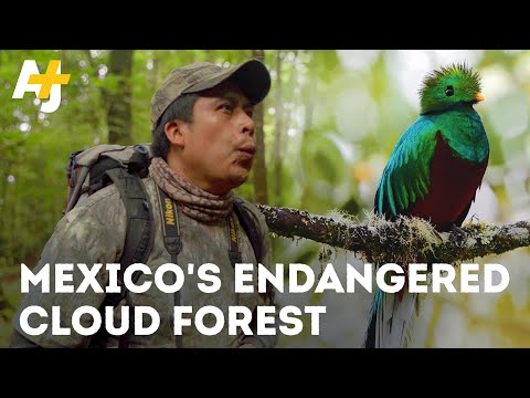 इस जादुई बादल वन के अंदर एक छिपा हुआ पशु साम्राज्य है - और यह गायब हो सकता है