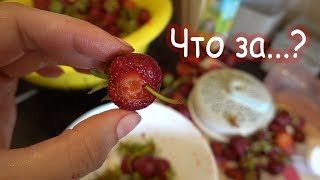 : VLOG   .  ?