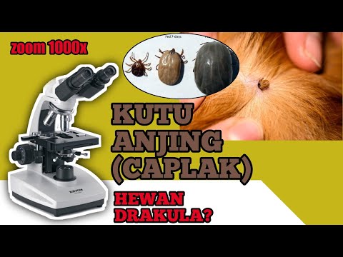 Video: Bagaimana Saya Membantu Berat Badan Anjing Kurus Saya?