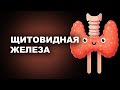 ЩИТОВИДНАЯ ЖЕЛЕЗА