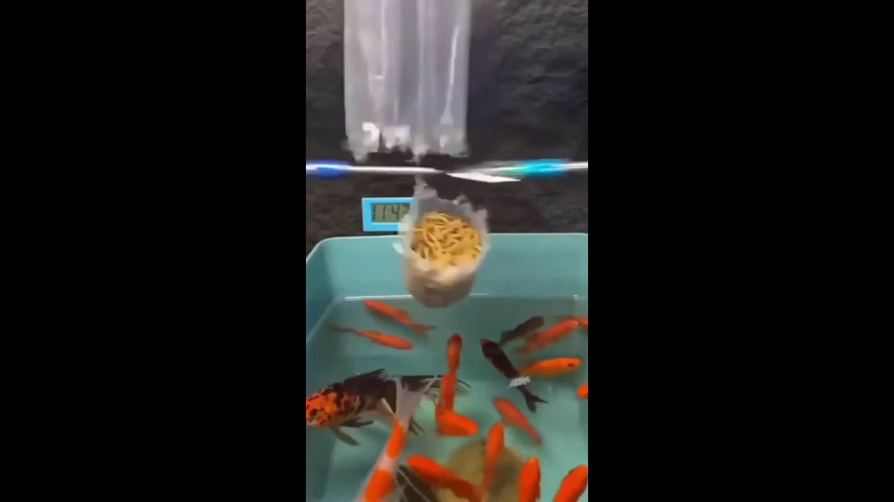 Прямая трансляция пользователя Timurtaz