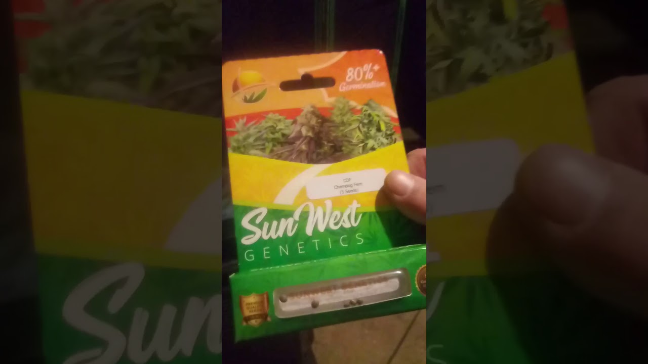 Day 10 in flower and unboxing my @Sunwest ChemDog beans