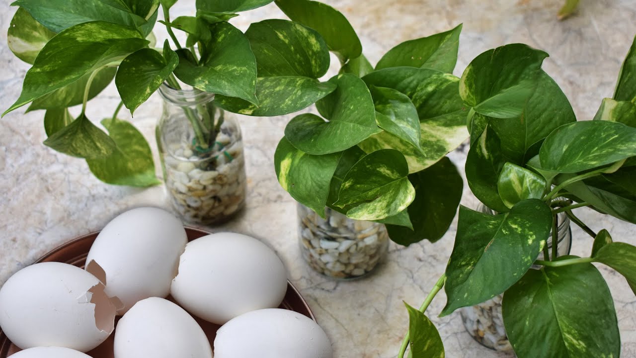 How to Propagate Money Plants in Water Best natural homemade fertilizer for any Water Plants