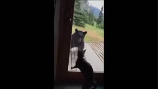 Sneaky Cat Frightens Huge Bear Nearly To Death !!! Hilarious !!!