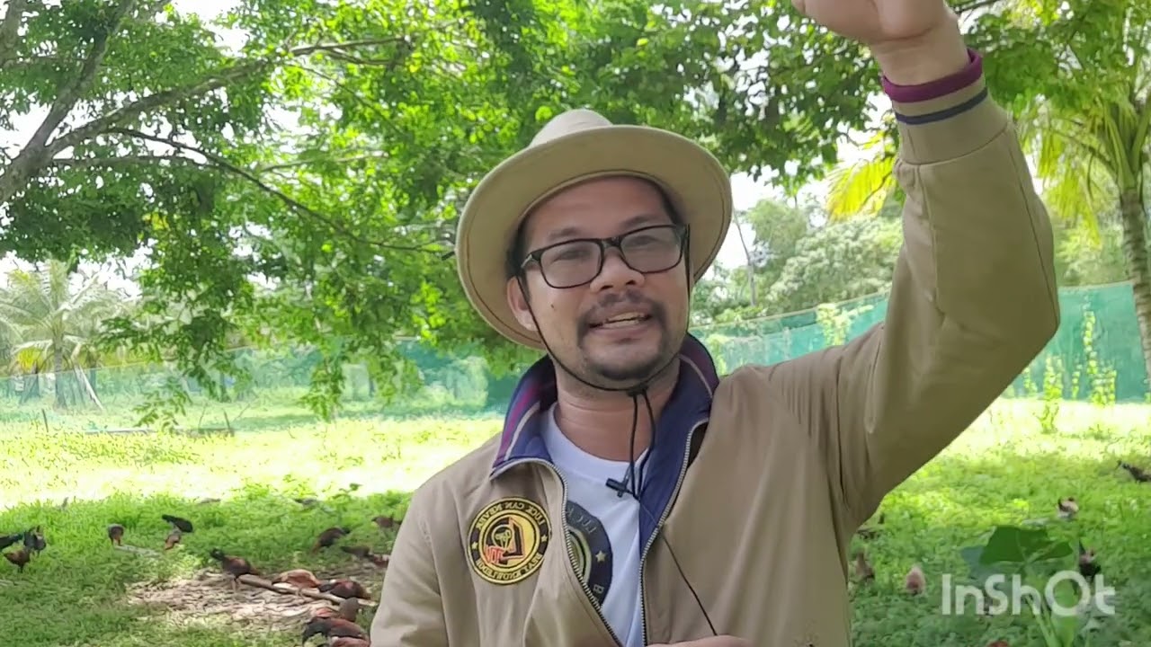 Paano maiiwasan ang pagkabansot ng mga Sisiw at paano ito irerecover