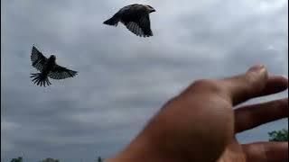 gelatik jawa/belong (lonchura oryzivora) freefly #2