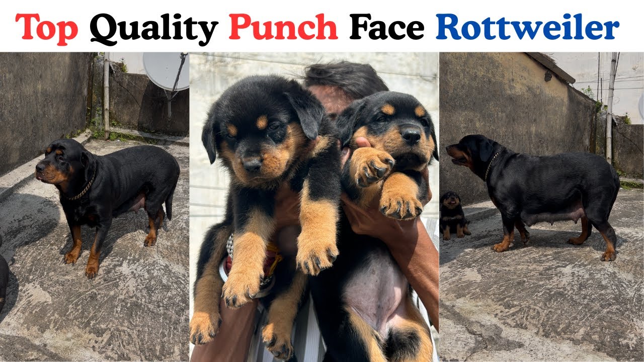 Top Quality Punch Face Rottweiler Puppies Available || 7903135882 || Ranchi, Jharkhand 