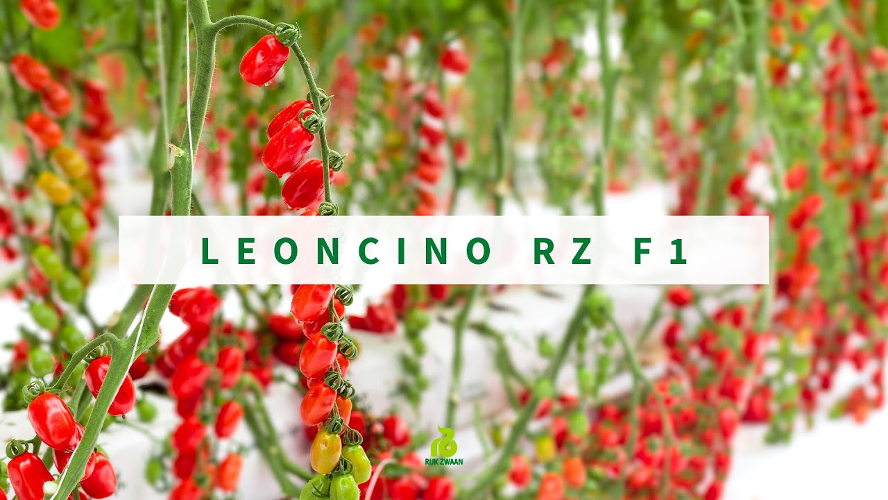 Pomodoro datterino Leoncino RZ: buono, produttivo e resistente alle spaccature
