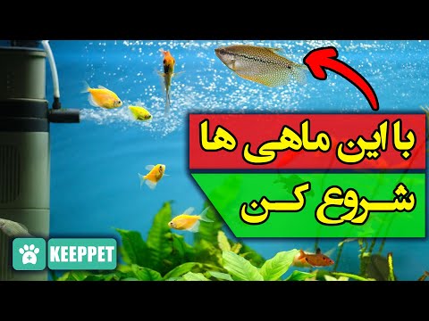 10 ماهی مناسب برای شروع آکواریوم داری