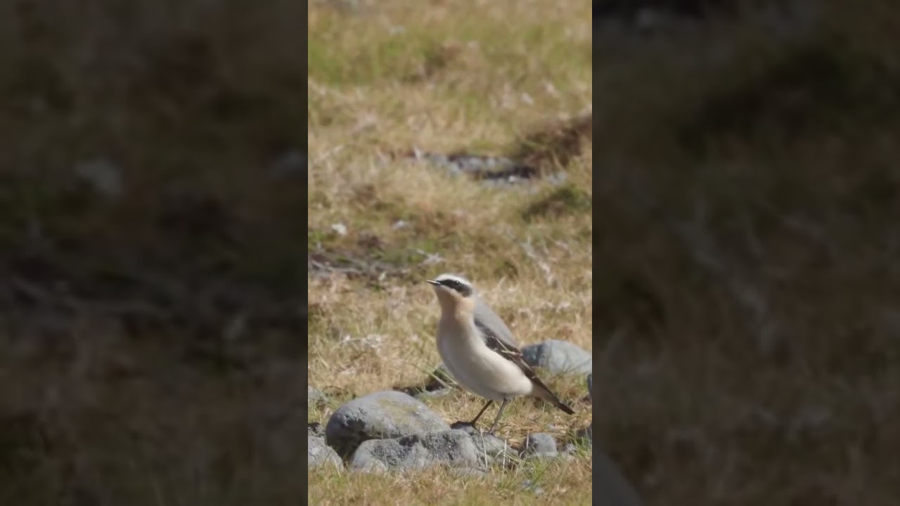 Wheatears surrounding a Ringed Plover • (IRISH PHOTOGRAPHY) 