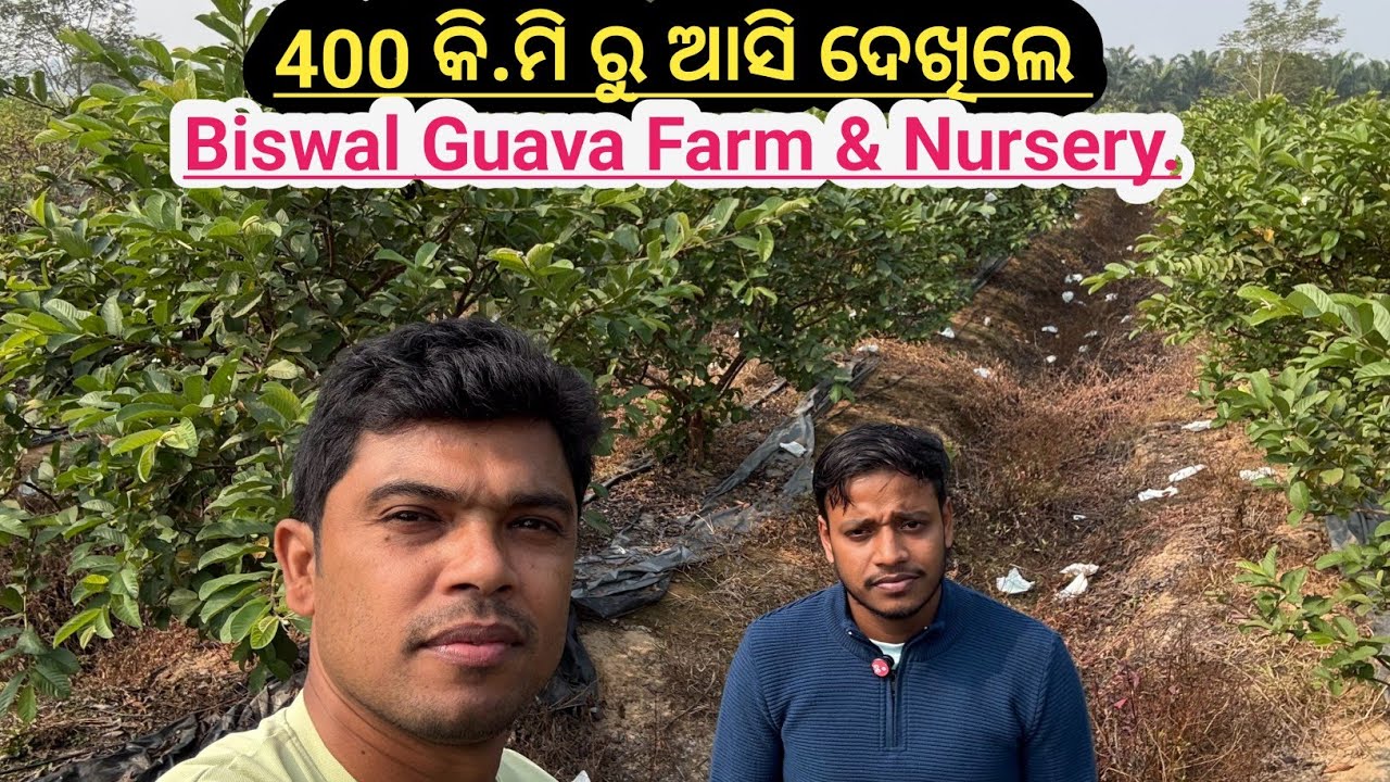 400 କି.ମି ରୁ ଆସି ବୁଲିଲେ Biswal Guava Farm.