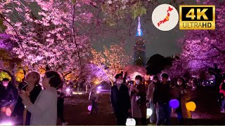 【4K HDR】Shinjuku Gyoen Night Cherry Blossom Viewing Walk 2023 by Walking Japan with you 409 views 1 year ago 12 minutes, 49 seconds