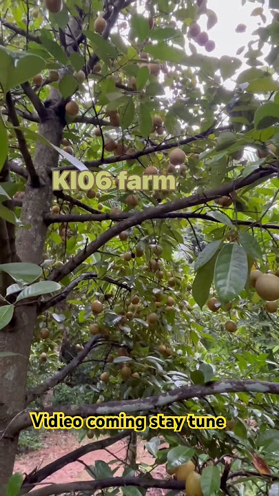 Kau poothura #kau puthura