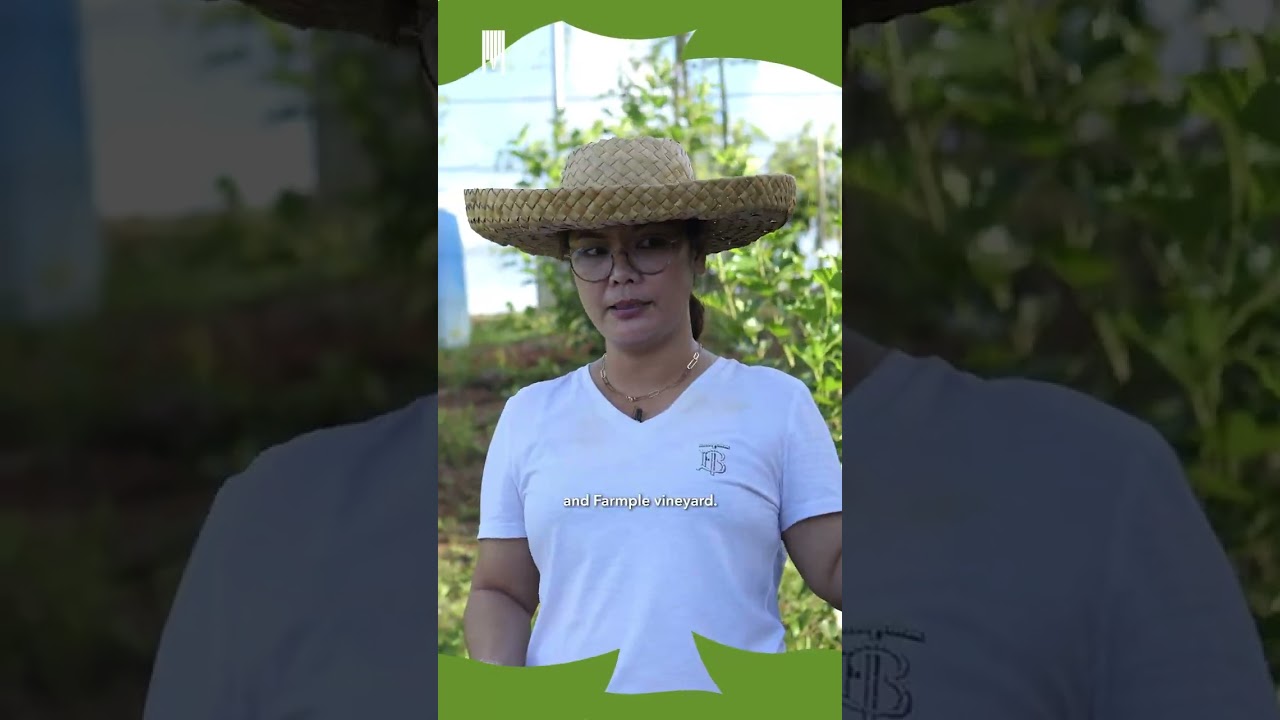 AgriCoolTours: Chili, Mulberries & Legacy Farming in Cateel 🌶️ | MINDANOW NETWORK