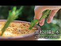 黒松の挿し木 方法【Bonsai diary 盆栽日記 6/11】初心者の簡単園芸、盆栽の作り方 黒松 剪定 black pine cutting CUTTAGE EOS R5 梅雨