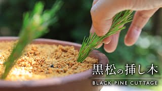 Black pine cuttings method【Bonsai diary 6/11】Easy gardening for beginners, how to make a bonsai
