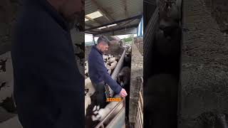 Now that’s what you call working smarter, not harder🔥 #animalrescue #facts #shortvideo