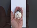 Hamster cute