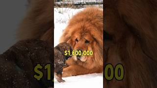 Top3 Most Expensive Dog Breeds💰💰#facts #shorts