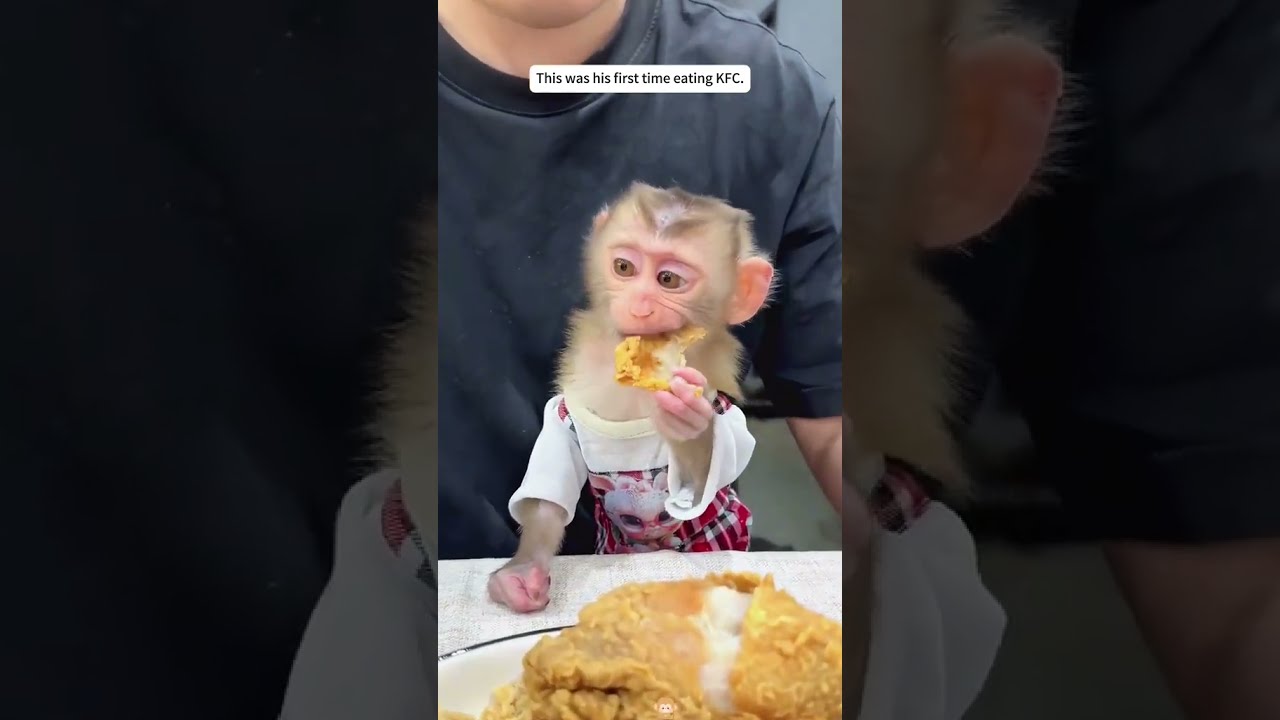 This poor little monkey was cruelly abandoned by itsmother,soladopted it,and then... 