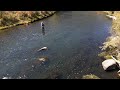 Epic south platte river dry fly bite colorado dry fly fishing