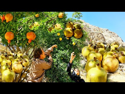 Mountain Nomads Picking Red Pomegranates Of Love Watering Gardens