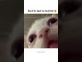 Me alag hu 🐥 #viral #cat #aestheic #memes @purple._paws-k8x
