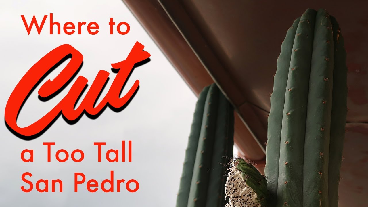 Where to cut a San Pedro cactus that is too tall?