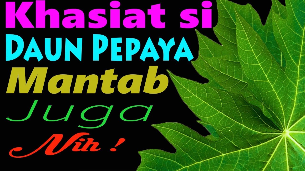 Daun Pepaya Punya Banyak Khasiat Yang Luar Biasa | Apa Aja sih