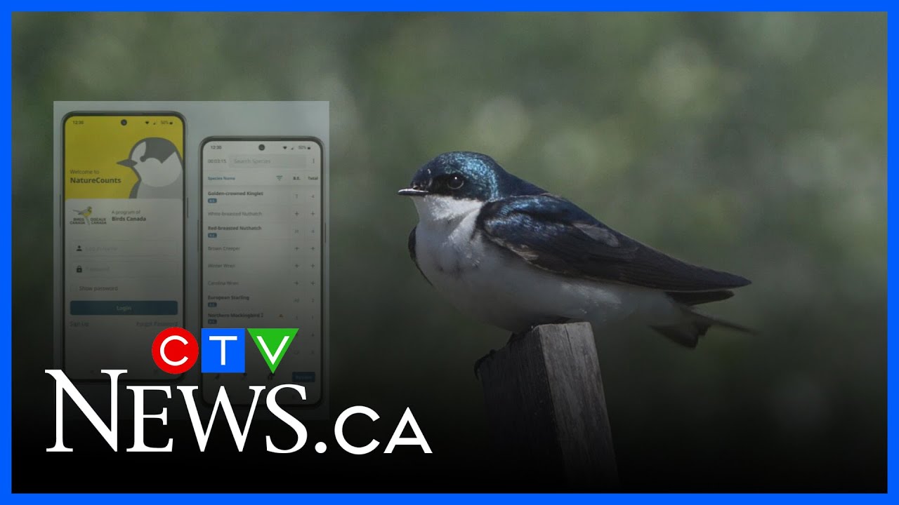New app launched to track and protect birds