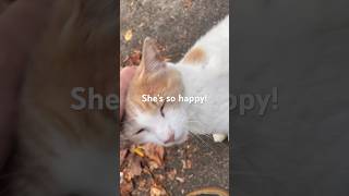 Stray Cat Comes RUNNING To Me! Very Happy!
