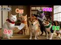 【血液型あるある】 本気で怒った時の瞬間🐱💢【四季ねこ】