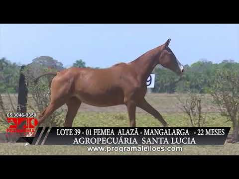 LOTE 39