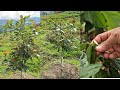 Poda de formación y fertilizante en una planta de aguacate