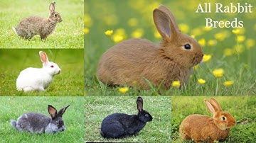 All Rabbit Breeds / types of rabbit / rabbit / bunny / types of bunnies