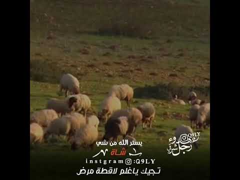 يستر الله من شي شاه تجيك ياغلم لاقكة مرض شتاوي وغناوي 