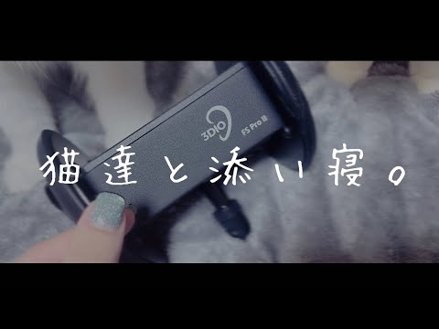 ASMR：猫2匹と男の子が、君を見守る添い寝。【癒し・毛繕い・心音】