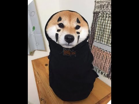 Những chú chó Shiba Inu dễ thương #3 - YouTube