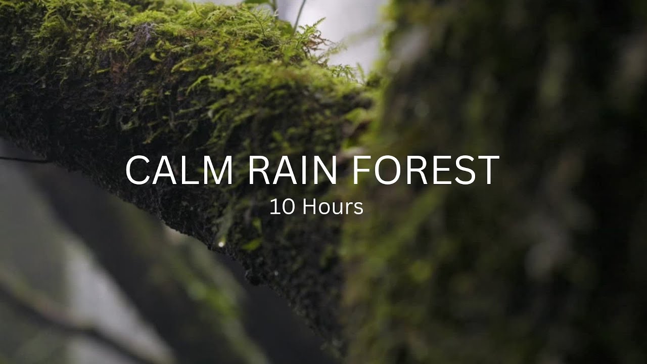 Rain Forest Sounds for sleeping and relaxation for deep sleep Nature ...