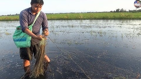 Giăng lưới bắt cá mùa nước nổi | Using net to catch fish in flooding season