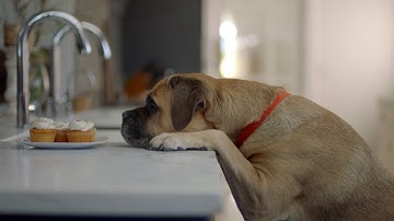 Neato Botvac D3, D5 Connected video english