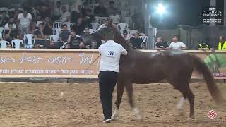 N.298 Eos Appolonia - The Arabian Horse Galilee Show 2023 - Mares 8-9 Years Old Cl 33